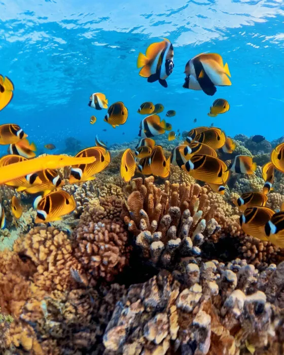 expérience realité virtuelle ocean 6