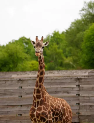 nouvelle girafe