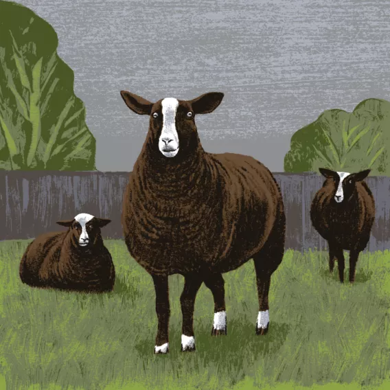 mouton illustration