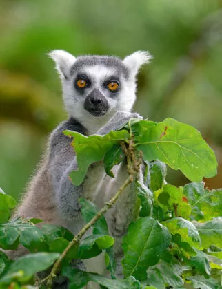 maki catta madagascar