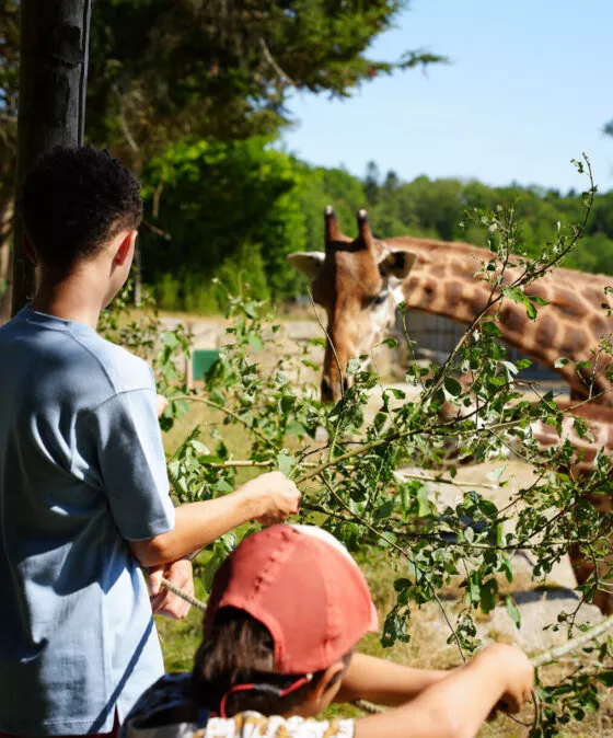 Nourissage girafe expérience