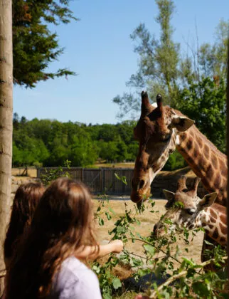 Nourissage girafe expérience 3