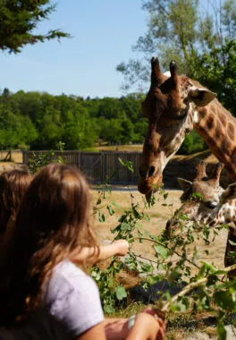 Nourissage girafe expérience 3