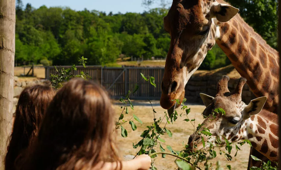 Nourissage girafe expérience 3