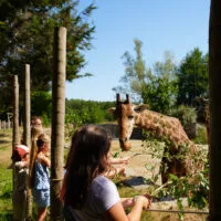 nourissage girafe expérience 4