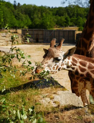 Nourissage girafe expérience 6