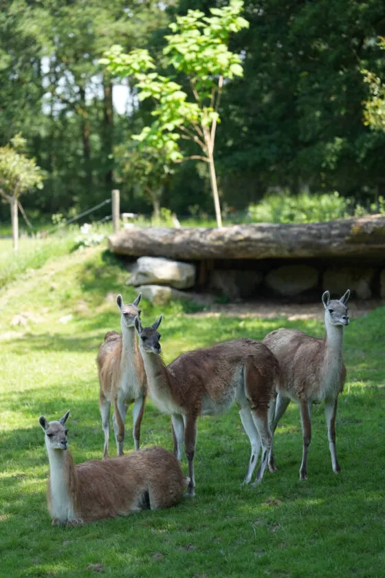 espace sud americain guanaco