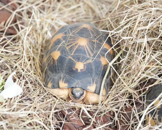 tortue madagascar