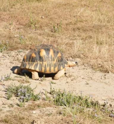 Tortue madagascar