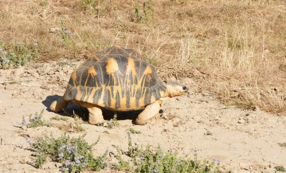 Tortue madagascar