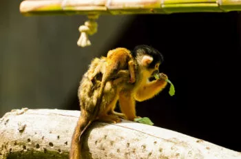 saimiris branfere 4