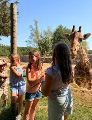 nourrissage girafe 3