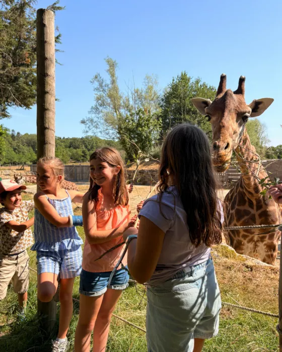 nourrissage girafe 3