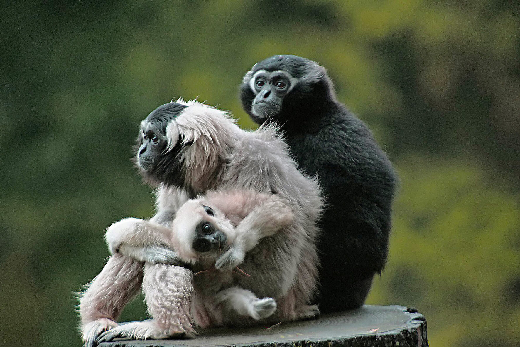 gibbon parc de branféré