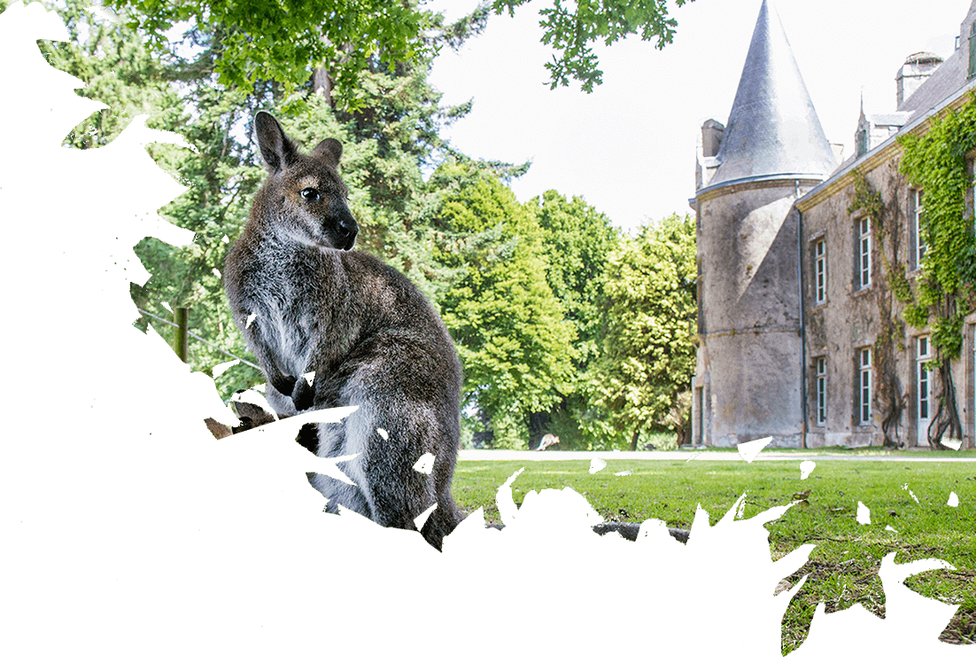 wallaby domaine zoologique branféré